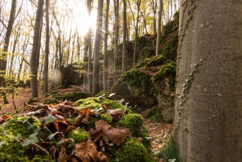 Windburg Wanderung - Eine Idyllische Aussicht bei Schlossberg 30 Windburg Wanderung - Eine Idyllische Aussicht bei Schlossberg 20