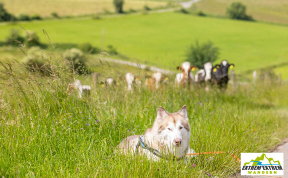 Bericht der 48h Extrem Extrem 2024 – Gemeinsam durch die schönste Region im Sauerland 155 Wandern mit Hund im Sauerland - Tolle Landschaften, Schatten und Wasser.