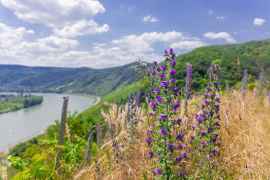 Rheingoldbogen Wanderung