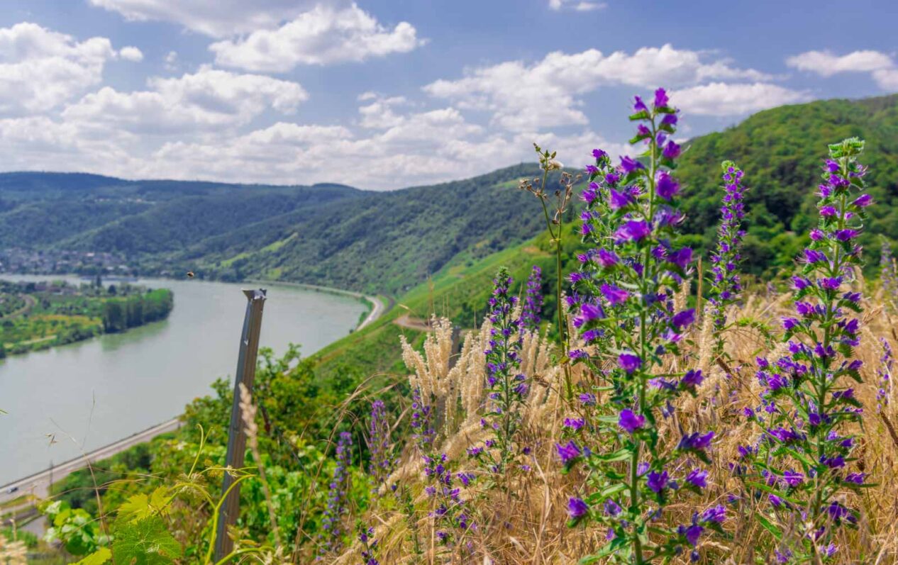 Die schönsten Wanderwege in Deutschland: Online planen mit sicherem Zugriff 1