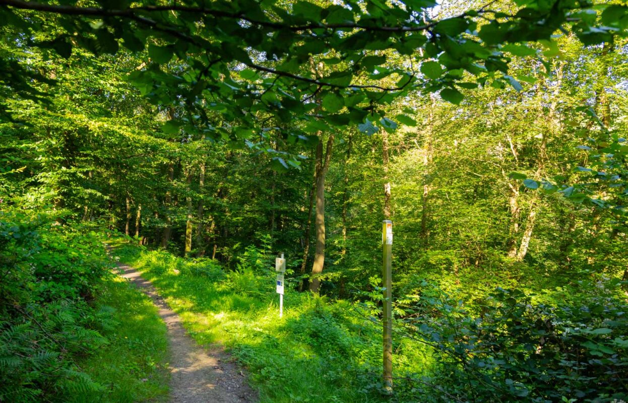 Traumpfad Rheingoldbogen - Waldzeit und traumhafte Aussichten 2