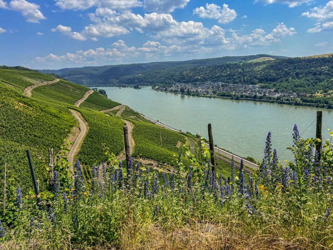 Traumpfad Rheingoldbogen - Waldzeit und traumhafte Aussichten 11