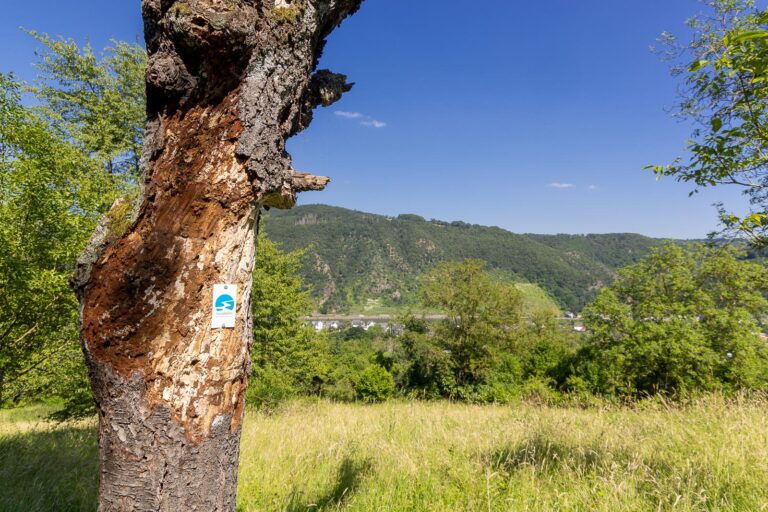 Sonnige Untermosel - Wein, Wald und Familienzeit 6