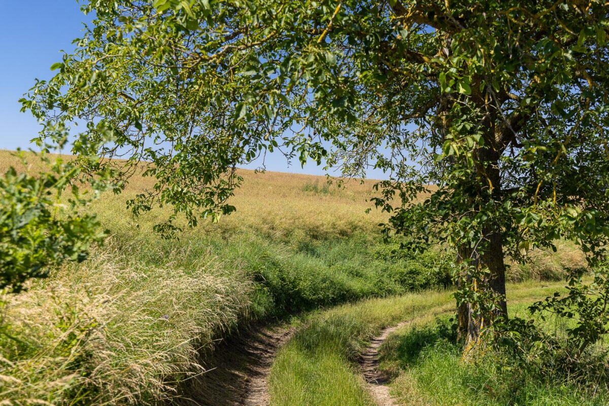 Löfer Rabenlaypfad - Tour zu einer der schönsten Aussichten 219