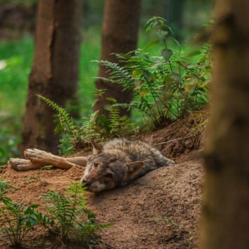 Wandern mit Hund in Franken