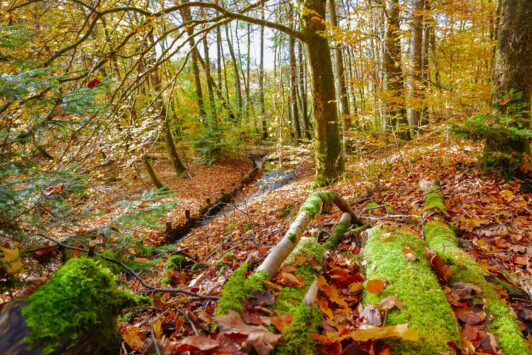 Lahnwanderweg Etappe 2 - Liaison aus Laubwald und Weiher 25 Lahnwanderweg Etappe 2 - Liaison aus Laubwald und Weiher 14