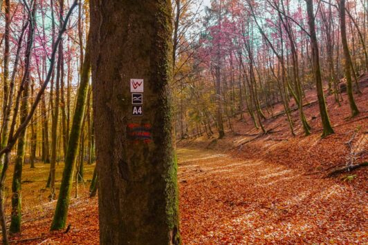 Lahnwanderweg Etappe 2 - Liaison aus Laubwald und Weiher 29 Lahnwanderweg Etappe 2 - Liaison aus Laubwald und Weiher 18