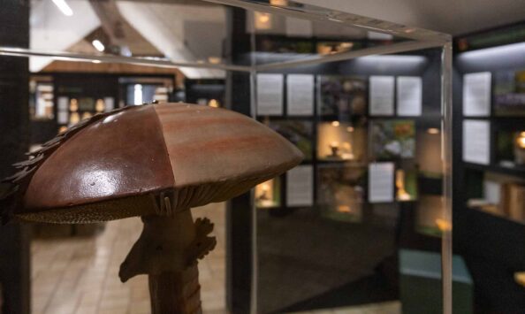 Lahnwanderweg Etappe 2 - Liaison aus Laubwald und Weiher 32 Das Pilzmuseum eignet sich sehr gut für einen Ausflug mit Familie. Besonders die 300 Pilzarten sind übersichtlich präsentiert.