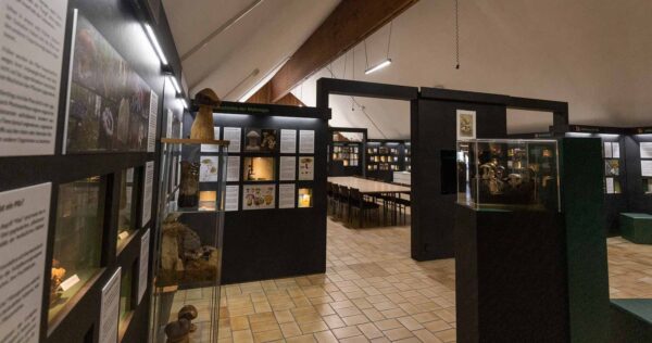 Lahnwanderweg Etappe 2 - Liaison aus Laubwald und Weiher 33 Pilzmuseum Bad Laasphe