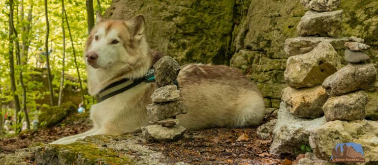 Wandern mit Hund in Franken