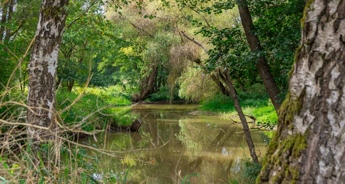 Wandern und Wasser auf dem Karpfenweg