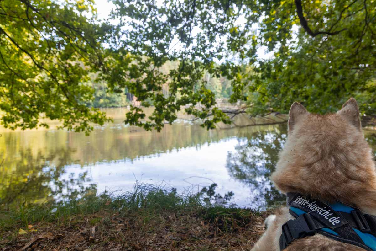Wandern mit Hund in Franken - Mit Wasser, Schatten und Einkehr 31 Mit Hund auf dem Karpfenwanderweg - Hier schaut Laila auf einen Karpfenteich