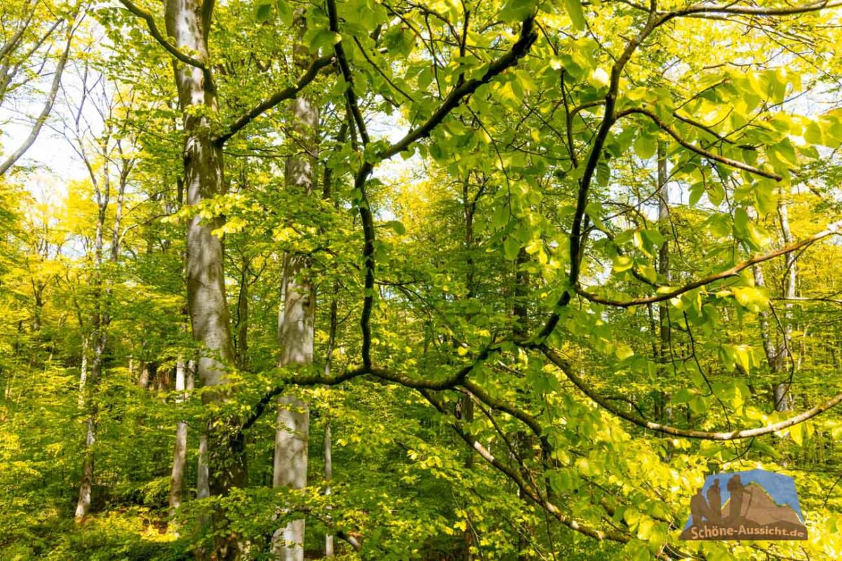 Pure Idylle im Laubwald