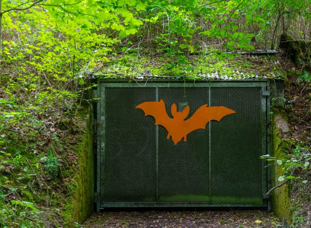 Der Fledermausbuker - Infopoint