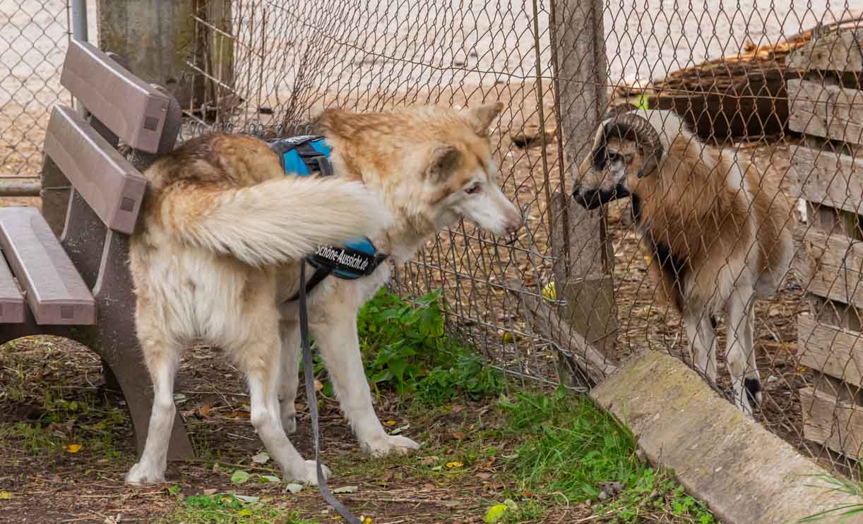 Tiergehege im MUNA - Da steht Laila staunend vor einem Ziegenbock ;)