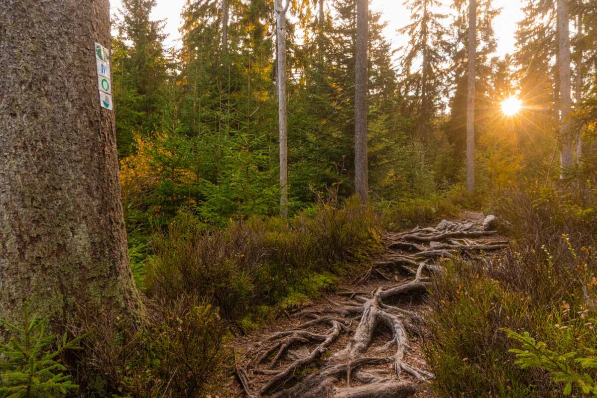 Uriger Weg am Weißmain