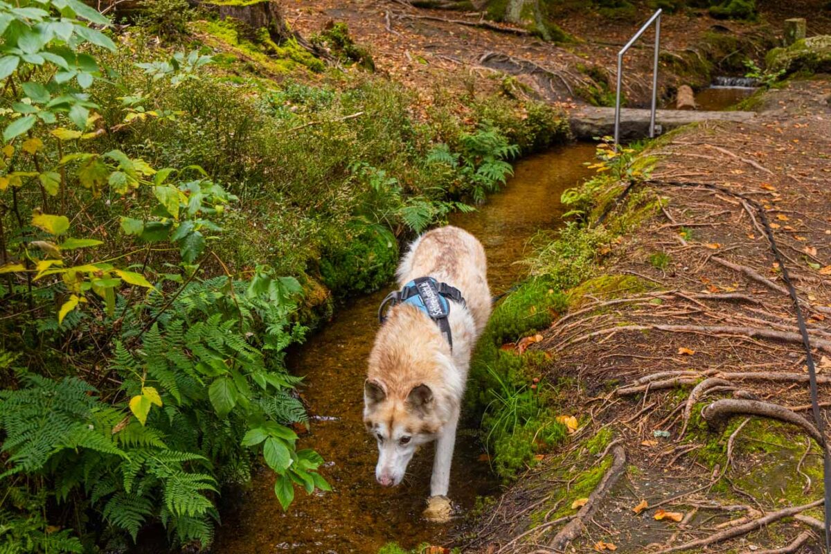 Fichtelsee mit Hund - Rundweg mit Hund und Einkehr