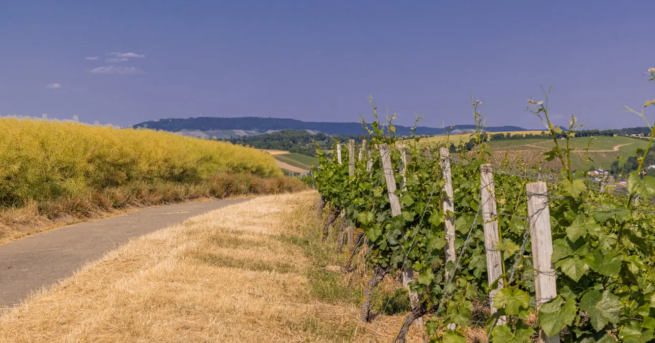 Wanderungen durch die Weinberge