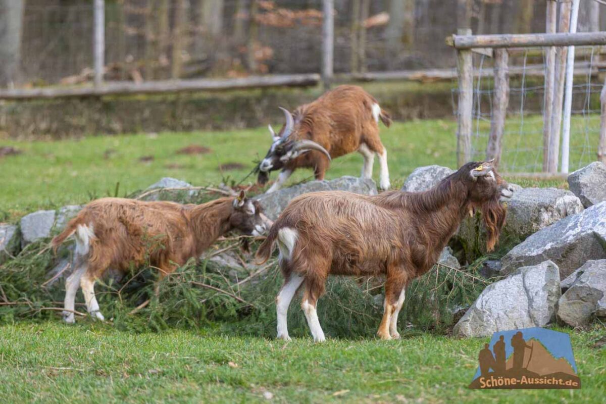 Wildtierpark Tambach