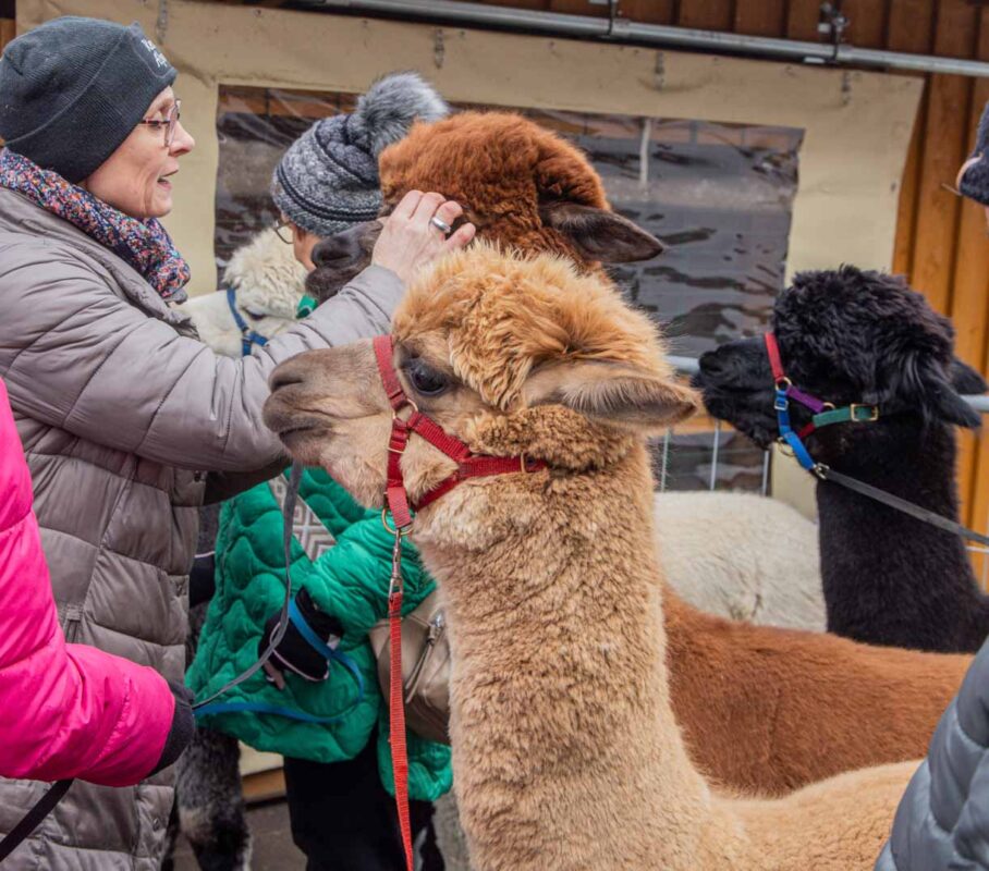 Winter am Ochsenkopf - Der Winter Wandertag 2 Die Alpakas bei Kerstin in Bischofsgrün - Perfekt für eine Wanderung