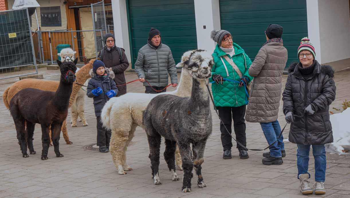 Winter am Ochsenkopf - Der Winter Wandertag 5 Alpaka-Wanderung am Ochsenkopf