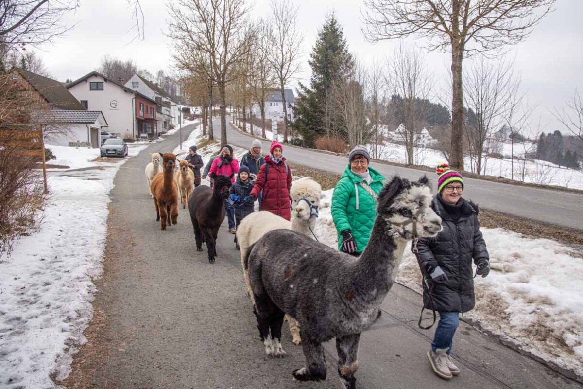 Winter am Ochsenkopf - Der Winter Wandertag 6 Geführte Alpaka Wanderung in Bischofsgrün