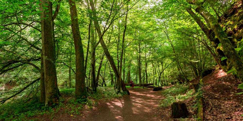 Tolle Mischwaldkulisse entlang der Tour