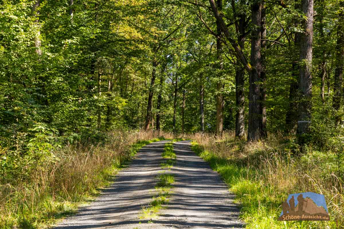 Ein Rundwanderweg mit Laubwald und Schatten - Toll für Hunde