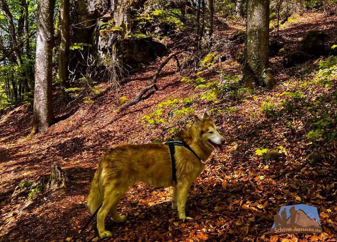 Rundwanderung Schloss Greifenstein und Femehöhle 3 Greifenstein Wanderung mit Hund