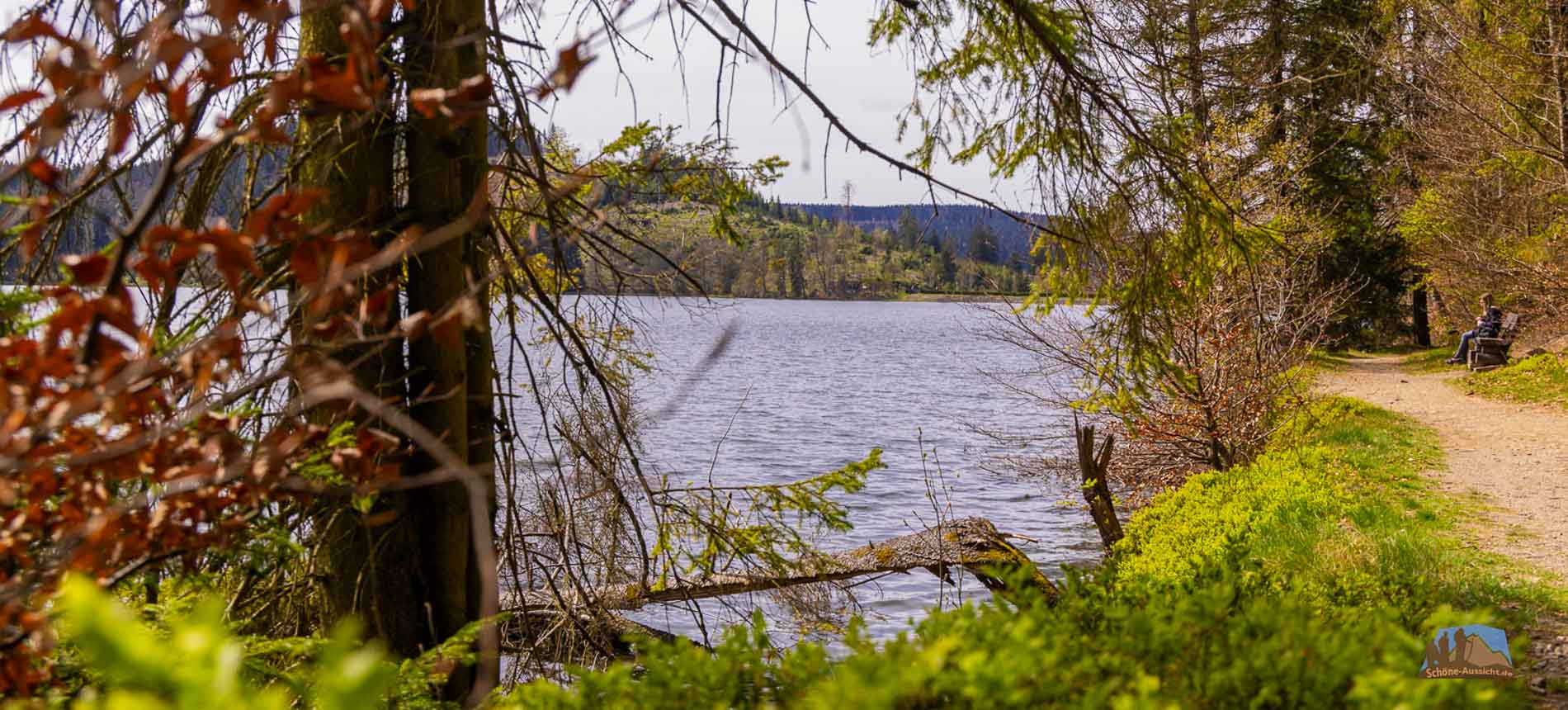 Rundwanderung an der Talsperre Scheibe-Alsbach 1