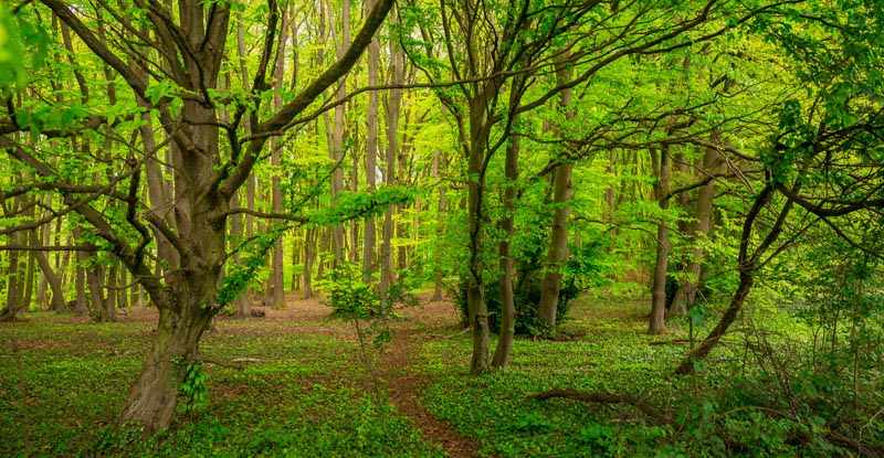 Teutoschleife Tecklenburger Bergpfad 5 Tecklenburger Bergpfad