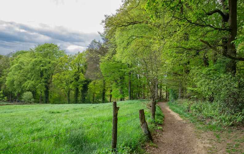 Teutoschleife Tecklenburger Bergpfad 6 Tecklenburger Bergpfad