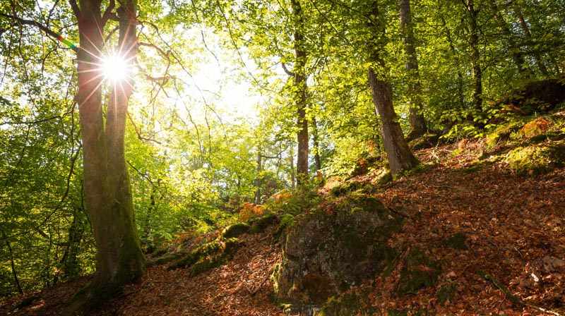 Der Altschloßpfad zum Altschloßfelsen - Unverhofft beeindruckend 11 6C9B2539