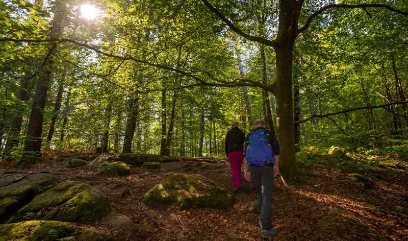 Der Altschloßpfad zum Altschloßfelsen - Unverhofft beeindruckend 6 Altschlossfelsen